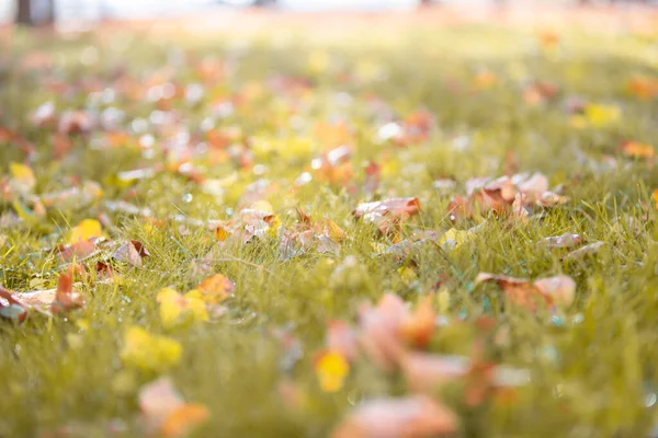 Autumn Background Maple Leaves Green Grass — Stock Photo, Image