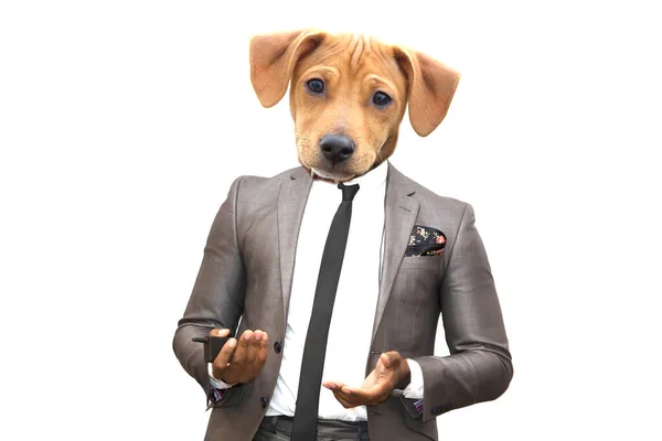 Vtipná Tvář Psa Obchodním Obleku — Stock fotografie