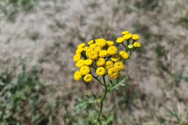 Žlutý Květ Tansy Rozmazaném Hnědém Pozadí — Stock fotografie