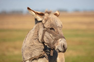 Gri bir eşeğin yüzünü otlağın arka planına yakın çekim.