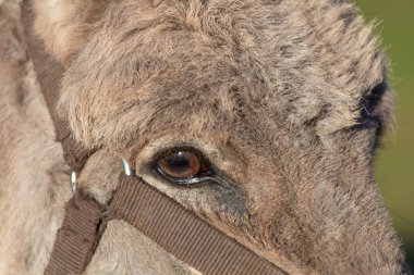 Eşeğin yüzünü yakından çek. Kahverengi göz kameraya bakar..