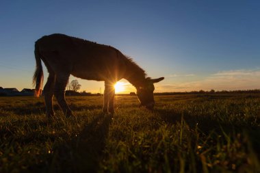 Bir eşek batan güneşin ışığında çayırda otlar..