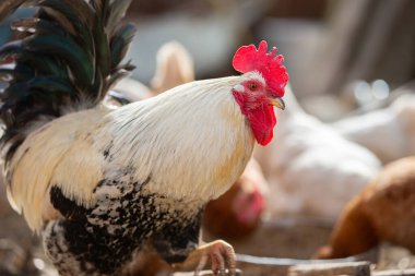 Çiftlikteki kuşlar. Güneşli bir havada bir horozun yakın çekimi..