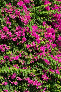 Dikey olarak çiçek açan begonvillerden oluşan bir çalılığın arka planı.