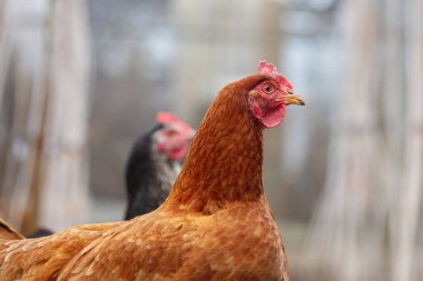 Profilde siyah bir tavuğun yakın çekimi.
