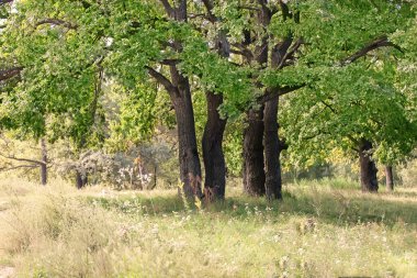 Yeşil yapraklı bir ağaç bir tarlanın ortasındadır. Arka planda iki ağaç daha var.