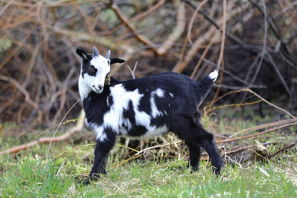 Şirin siyah beyaz bir keçi yeşil bir çayırda otluyor..