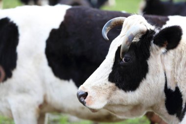 Beyaz ağızlıklı ve siyah vücutlu bir inek tarlada duruyor. İnek kameraya bakar..