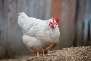 Beyaz köy tavuğu gri arka planda.