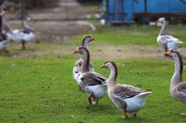 Bir grup yerli kaz yeşil bir çayırda otluyor..