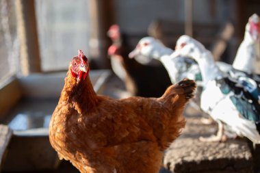 Bir tavuk bir avluda bir hortumun yanında duruyor. Tavuk kahverengi ve siyah, kırmızı gagalı.