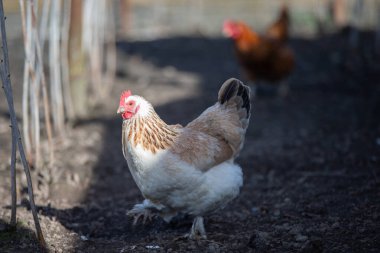 Beyaz bir tavuk çiftlikte yerde yürüyor..