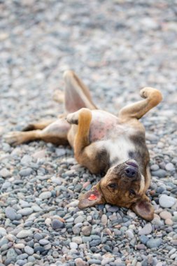 Bir köpek yerde uzanıyor ve kameraya bakıyor. Köpek mutlu ve rahat görünüyor.