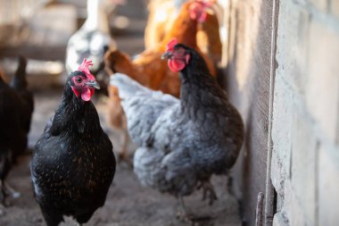 Bir grup tavuk bir ağılda duruyor. Tavuklardan birinin kırmızı bir tarağı var. Tavuklar siyah, kahverengi ve gri olmak üzere farklı renklerdedir.