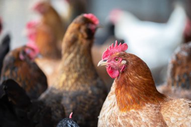 Bir tavuk bir avluda bir hortumun yanında duruyor. Tavuk kahverengi ve siyah, kırmızı gagalı.