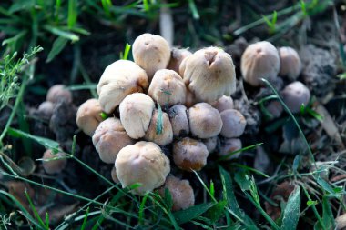 Çimenlerde büyüyen bir sürü söğüt gübresi mantarı var. Mantarlar beyaz ve kabarık bir dokusu var..