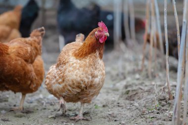 Kırmızı tavuklar yerde yürüyor ve tahıl arıyor..