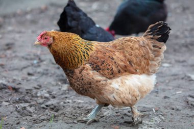 Tavuklar çiftliğin etrafında dolanıyor..