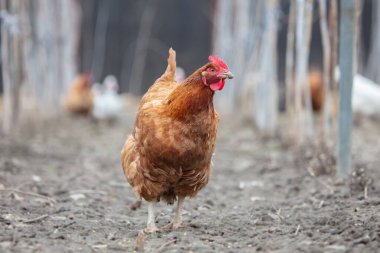 Bir çiftlikte kırmızı bir tavuk yürüyor..