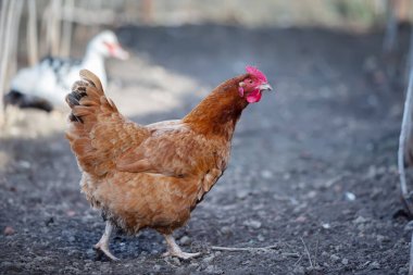 Kahverengi bir tavuk çiftlikte yürüyor..