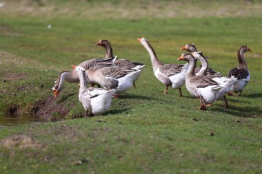 Kazlar yeşil bir çayırda otlar. Evcil bir kaz sürüsü tarlada birbiri ardına yürüyor..