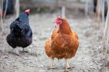 Kızıl saçlı bir tavuk başka bir tavuğun önünde duruyor. İki tavuk toprak arazide.
