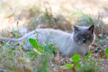 Başıboş bir kırma kedi çimlerin üzerinde uzanıp kameraya bakıyor..