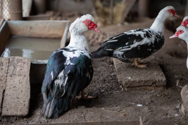 Çiftlikteki kuşlar. Bir tüneğin üzerinde bir ördek sürüsü.