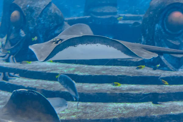 Sting ray swimming underwater. The short-tail stingray or smooth stingray (Bathytoshia brevicaudata) is a common species of sting-ray in the family Dasyatidae. Atlantis, Sanya, island Hainan, China.