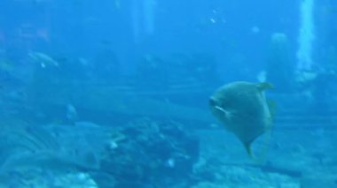 Hainan, Sanya, Çin 'de bulunan Hotel Atlantis' teki büyük bir akvaryumda (500 'den fazla tür balık, köpekbalığı, mercan ve kabuklu deniz hayvanı) çok çeşitli balıklar bulunur..