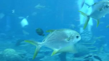 Hainan, Sanya, Çin 'de bulunan Hotel Atlantis' teki büyük bir akvaryumda (500 'den fazla tür balık, köpekbalığı, mercan ve kabuklu deniz hayvanı) çok çeşitli balıklar bulunur..