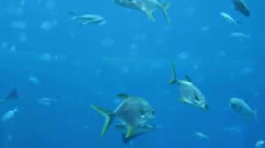 Aetobatus ocellatus, kartal vatozgiller (Myliobatidae) familyasından bir balık türü. Atlantis, Sanya, Hainan Adası, Çin.