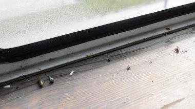 Eşek arısına böcek kovucu sıkmak. Dezenfekte. Böceklerin yok edilmesi. Eşek arısının ölümü. Haşere kontrolü.