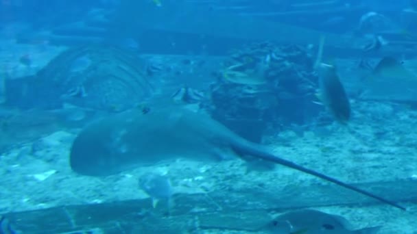 Sting Ray Nadando Bajo Agua Raya Cola Corta Bathytoshia Brevicaudata — Vídeos de Stock