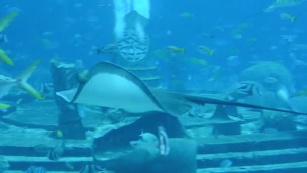 Sting Ray Nadando Bajo Agua Raya Cola Corta Bathytoshia Brevicaudata — Vídeos de Stock