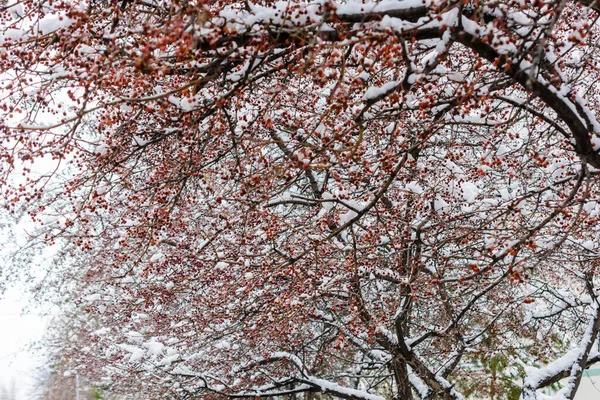 Baies Rowan Congelées Sur Des Branches Couvertes Neige Première Neige — Photo