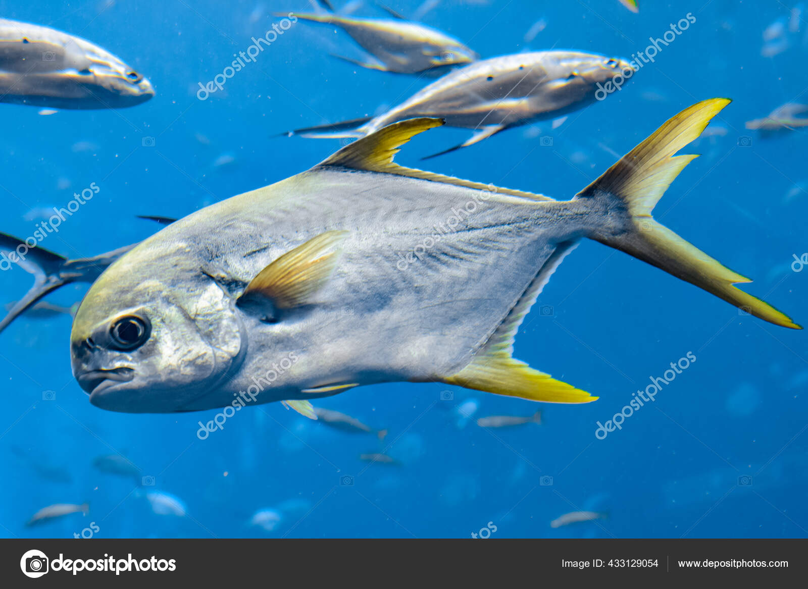 망둑 종류로 보이는데 사진상으로는 무슨 종인지 유추하기 조금 어려워보입니다. 다만 전체적인 외형이 별망둑(Chaenogobius  gulosus)과 유사하네요!, image size:1600x1167