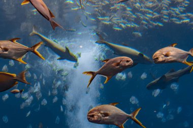 Trachinotus blochii (