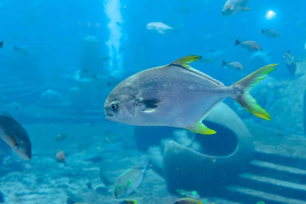 Trachinotus Blochii Snubnose Pompano Atlantide Sanya Isola Hainan Cina Pompanos — Foto Stock