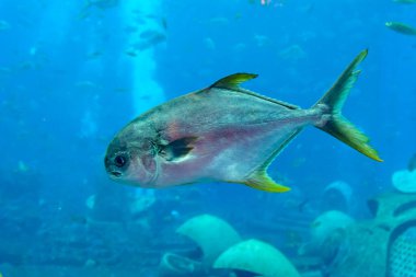 Trachinotus blochii (