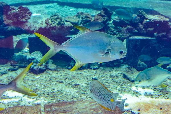 Trachinotus Blochii Snubnose Pompano Atlantide Sanya Isola Hainan Cina Pompanos — Foto Stock