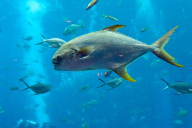 Trachinotus blochii (