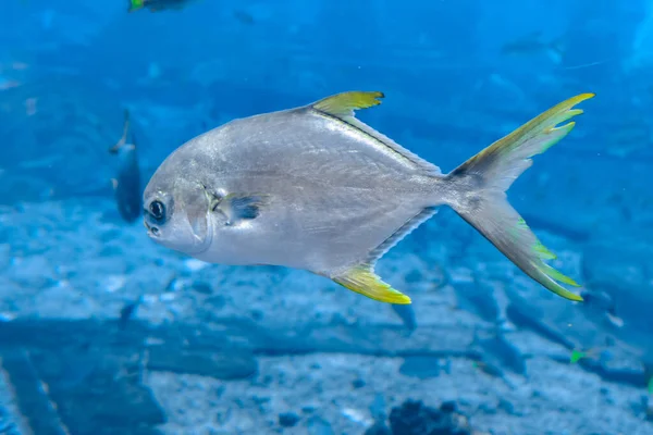 Trachinotus Blochii Pompano Snubnose Atlantis Sanya Isla Hainan China Los —  Fotos de Stock