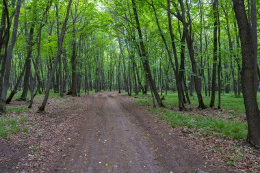 Forest Yolu. Samarskaya Luka. Rusya.