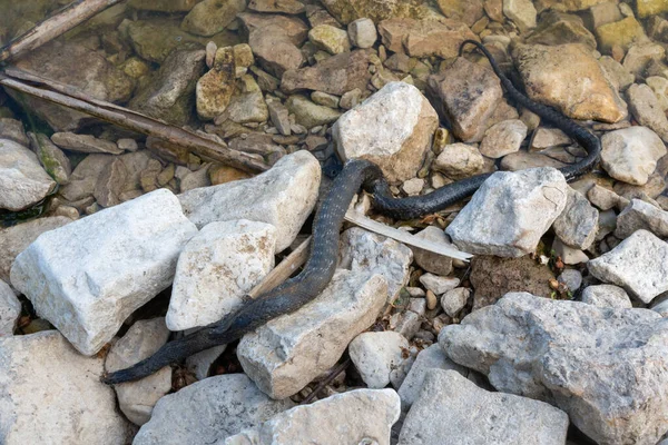 Mrtvý Had Pláži Řeka Volha — Stock fotografie