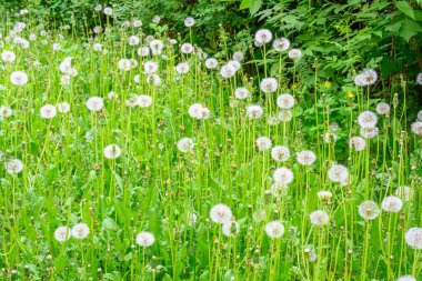 Güneşli bir bahar gününde taze çayır karahindibaları. Çiçekli karahindibalar. Bahar havası için mükemmel bir geçmiş. Kabarık tomurcuklu karahindiba çiçeği..