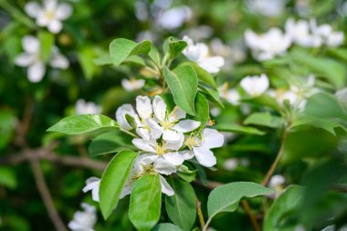 Beyaz Elma Çiçekleri. Çiçek açan güzel elma ağaçları. Baharda çiçek açan bir arka plan. Çiçek açan elma ağacı (Malus domestica) yakın plan. Elma çiçeği. Bahar geldi..