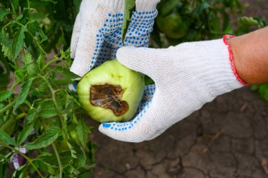 Domateslerin başı çürümüş. Domatesler çiçek açar ve dipte çürür. Çiftçi bahçedeki domatesleri kontrol eder. Çiftçi elleri. Tarım, bahçıvanlık, sebze yetiştirme. Yakın plan..