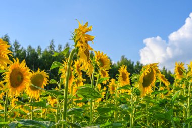 Yazın ayçiçeği tarlasında güzel bir ayçiçeği Avrupa 'da mavi gökyüzü. Ayçiçeği ekimi.
