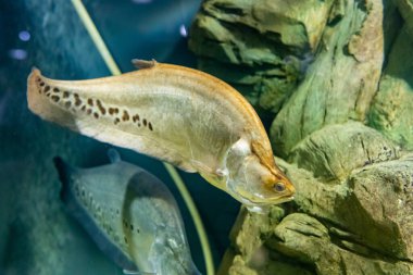 Hint balığı bıçağı. Kazan akvaryumunda balık. Kazan 'ın turistik yerleri. Yakın çekim..